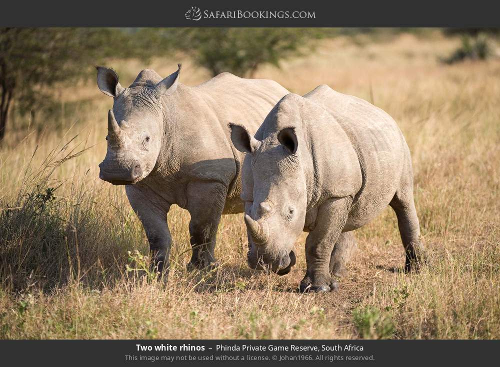 Two white rhinos in Phinda Private Game Reserve, South Africa