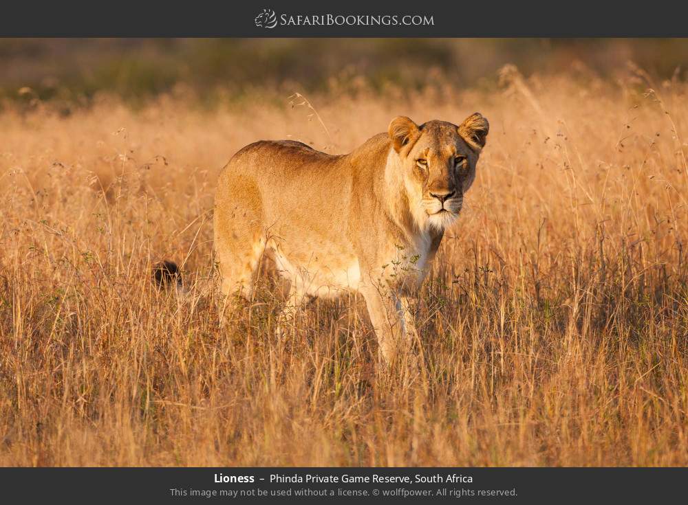 Lioness in Phinda Private Game Reserve, South Africa