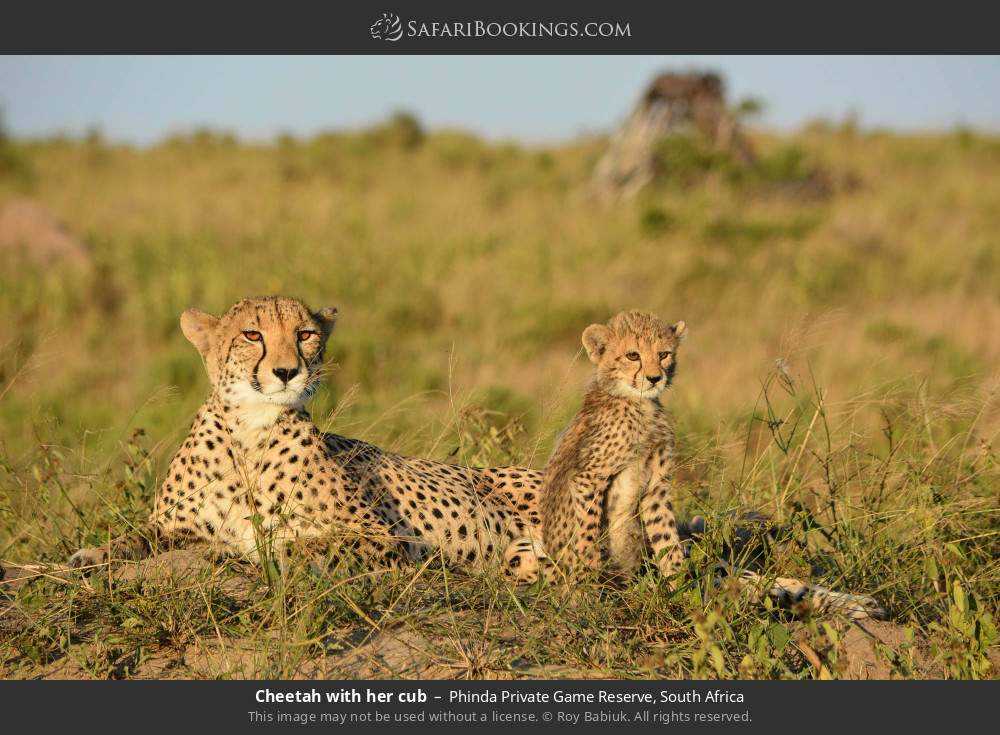 Cheetah with her cub in Phinda Private Game Reserve, South Africa