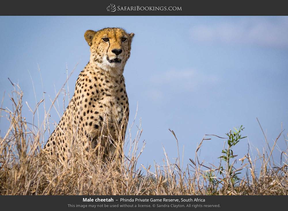 Male cheetah in Phinda Private Game Reserve, South Africa