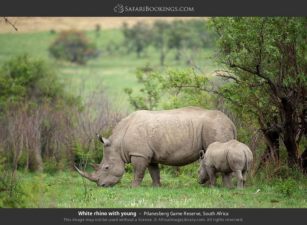White rhino with young in Pilanesberg Game Reserve, South Africa