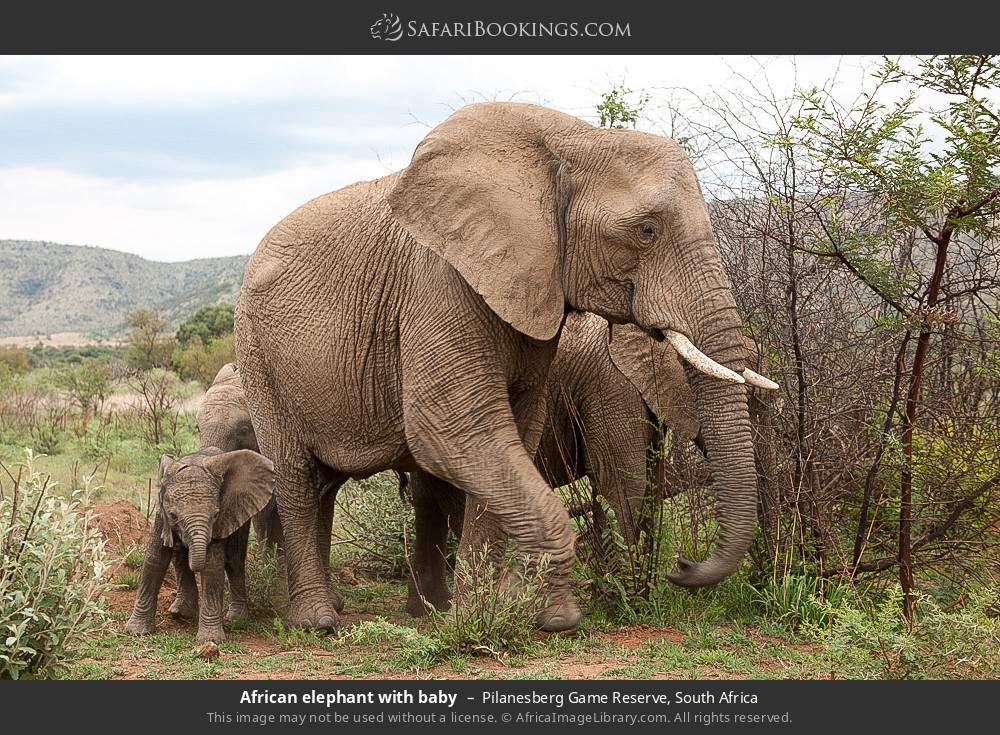 African elephant with baby in Pilanesberg Game Reserve, South Africa