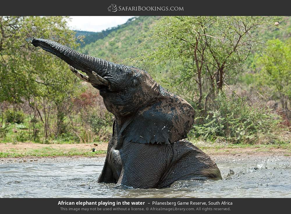 African elephant playing in the water in Pilanesberg Game Reserve, South Africa
