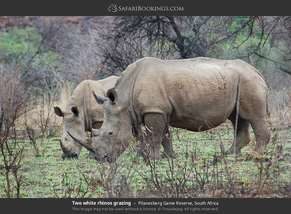 Two white rhinos grazing in Pilanesberg Game Reserve, South Africa