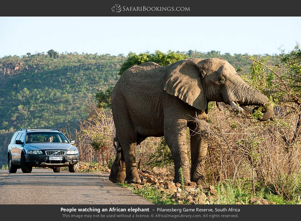 People watching an African elephant in Pilanesberg Game Reserve, South Africa