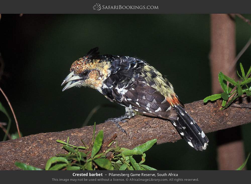 Crested barbet in Pilanesberg Game Reserve, South Africa