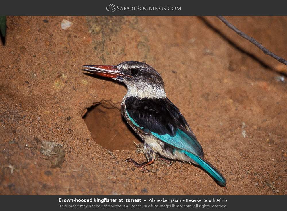 Brown-hooded kingfisher at its nest in Pilanesberg Game Reserve, South Africa