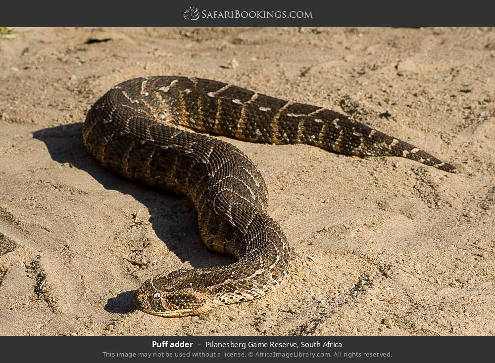 Puff adder in Pilanesberg Game Reserve, South Africa