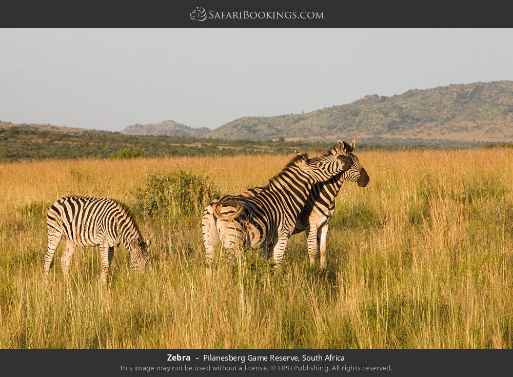 Zebra in Pilanesberg Game Reserve, South Africa