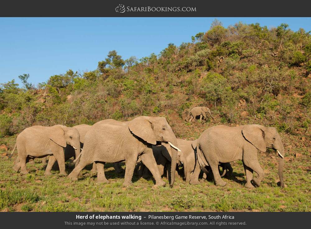 Herd of elephants walking in Pilanesberg Game Reserve, South Africa
