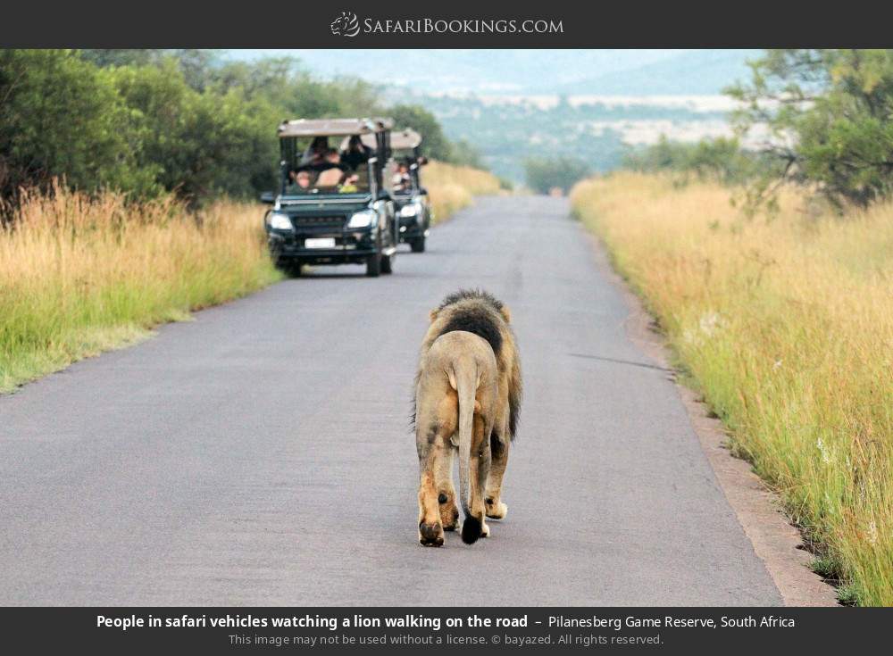 People in safari vehicles watching a lion walking on the road in Pilanesberg Game Reserve, South Africa