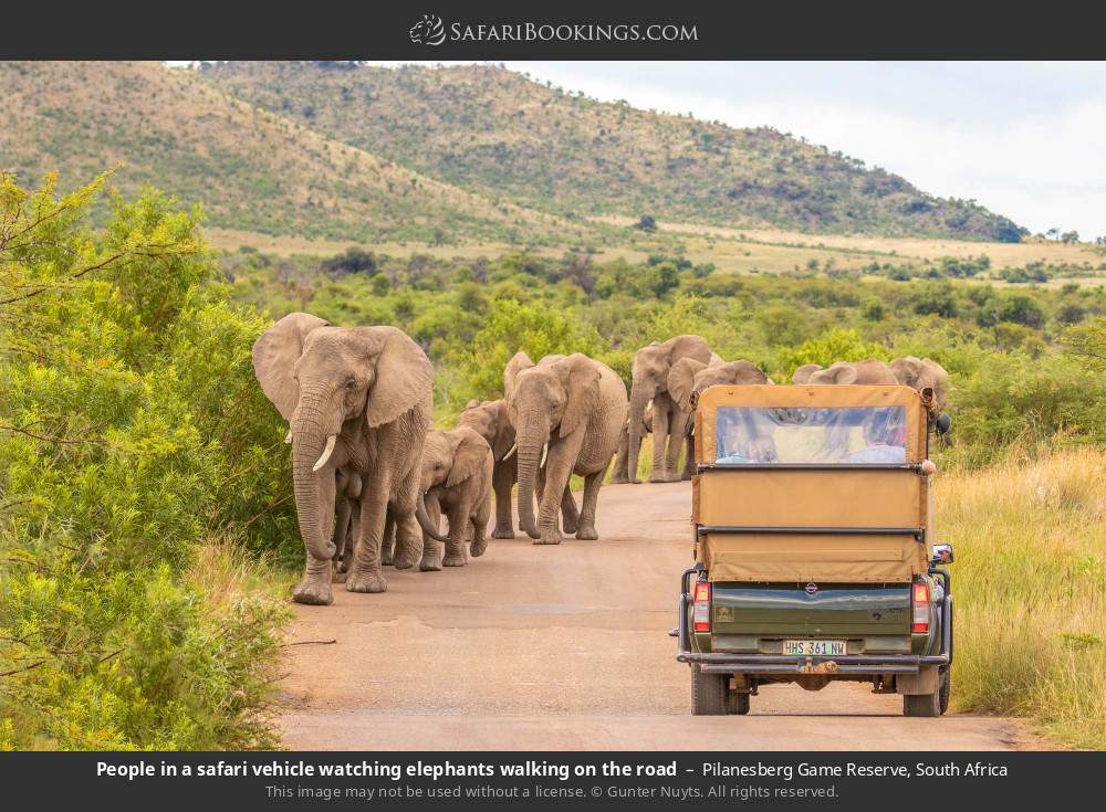 People in a safari vehicle watching elephants walking on the road in Pilanesberg Game Reserve, South Africa