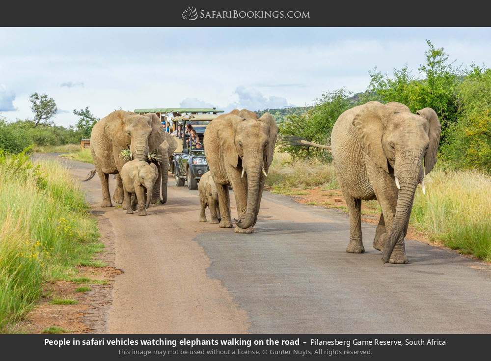 People in safari vehicles watching elephants walking on the road in Pilanesberg Game Reserve, South Africa