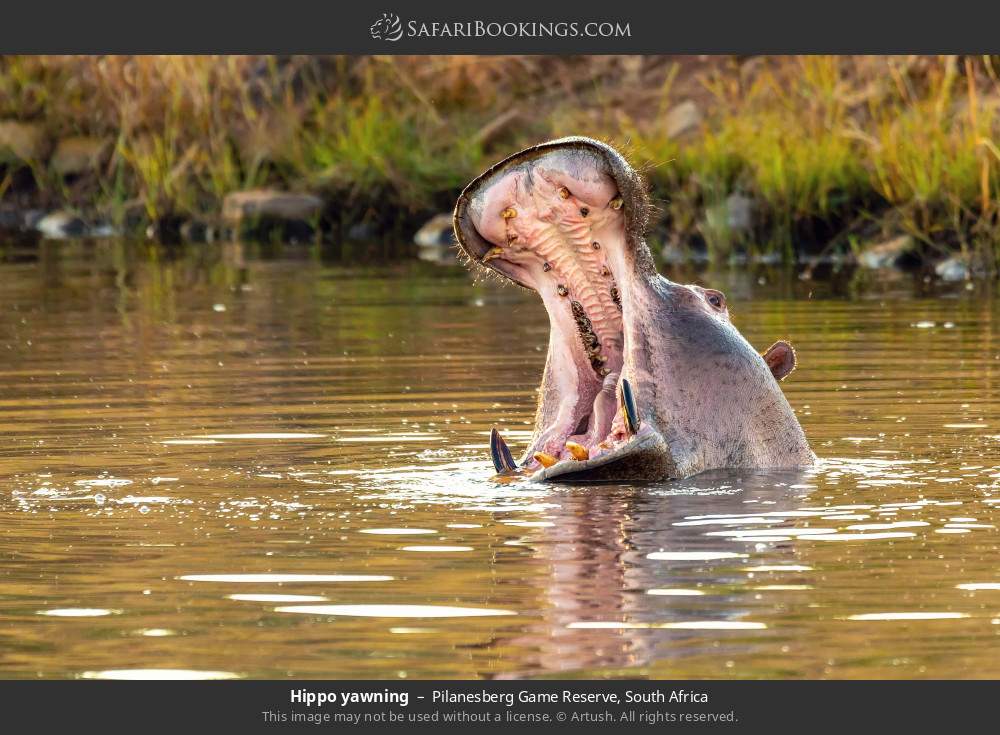 Hippo yawning in Pilanesberg Game Reserve, South Africa
