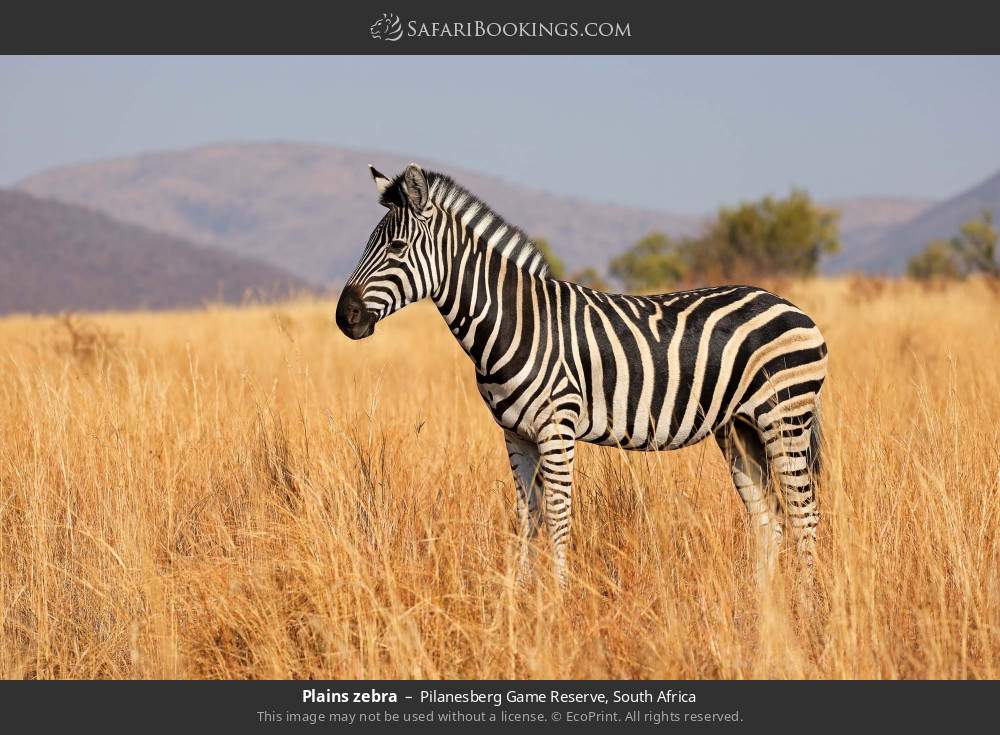 Plains zebra in Pilanesberg Game Reserve, South Africa