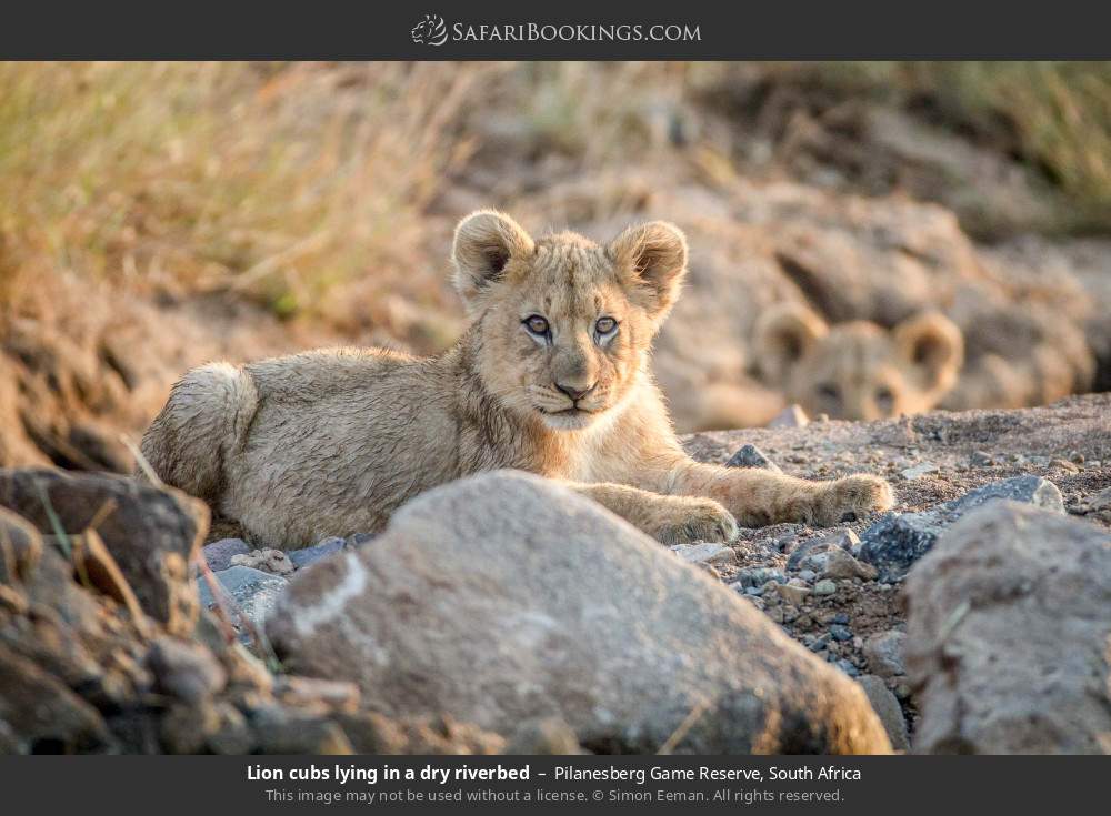 Lion cubs lying in a dry riverbed in Pilanesberg Game Reserve, South Africa
