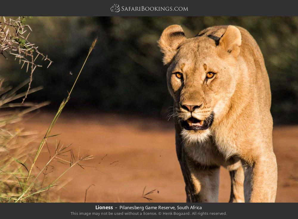 Lioness in Pilanesberg Game Reserve, South Africa