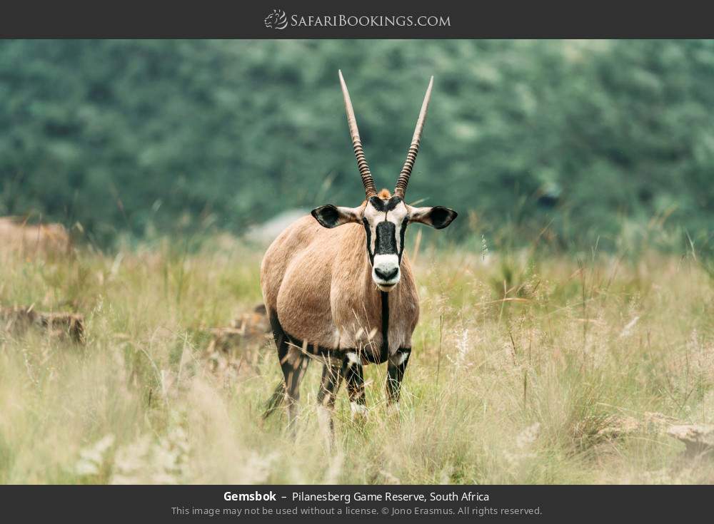 Gemsbok in Pilanesberg Game Reserve, South Africa