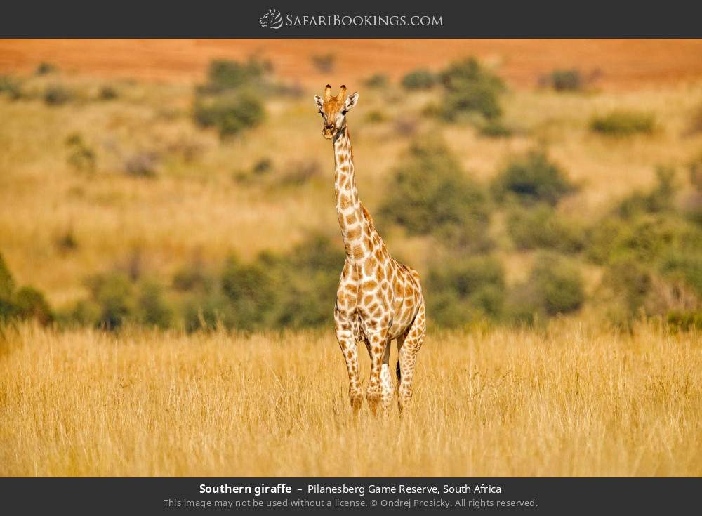 Southern giraffe in Pilanesberg Game Reserve, South Africa