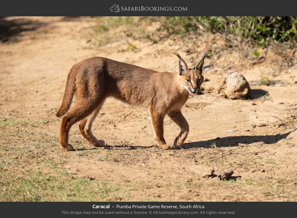 Caracal in Pumba Private Game Reserve, South Africa