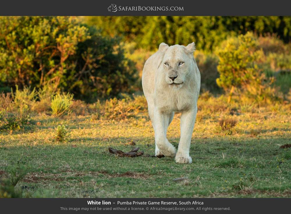 White lion in Pumba Private Game Reserve, South Africa