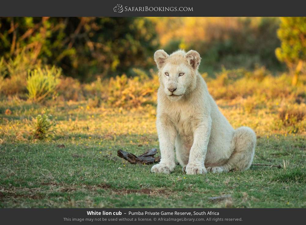 White lion cub in Pumba Private Game Reserve, South Africa