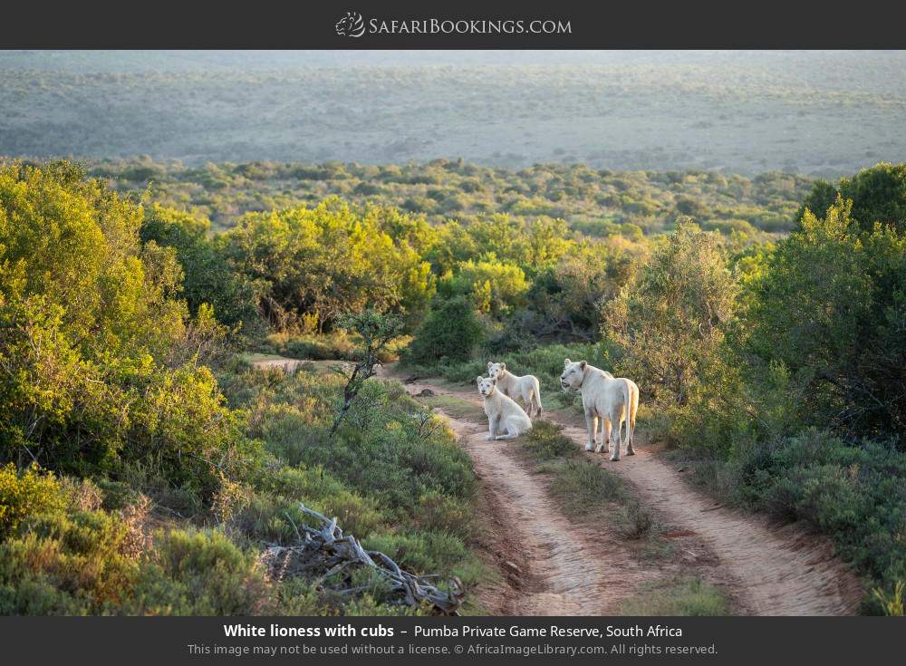 White lioness with cubs in Pumba Private Game Reserve, South Africa