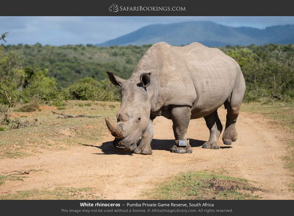 White rhinoceros in Pumba Private Game Reserve, South Africa
