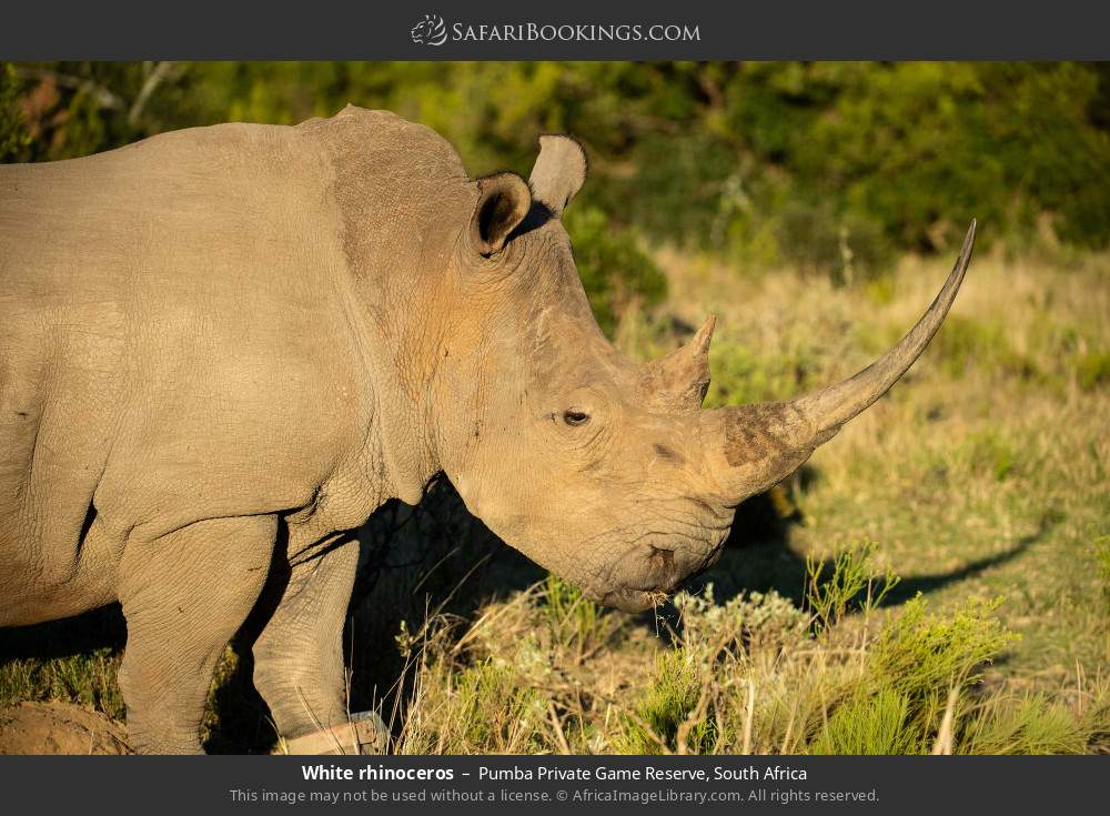 White rhinoceros in Pumba Private Game Reserve, South Africa