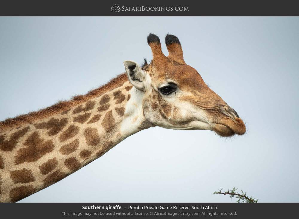 Southern giraffe in Pumba Private Game Reserve, South Africa