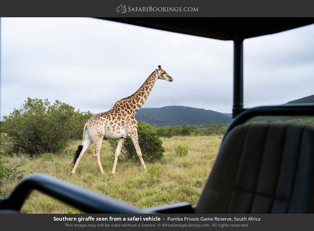 Southern giraffe seen from a safari vehicle in Pumba Private Game Reserve, South Africa