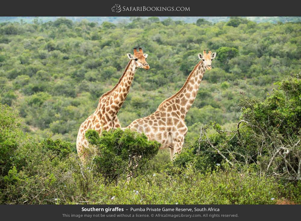 Southern giraffes in Pumba Private Game Reserve, South Africa