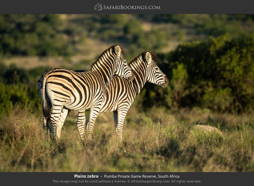 Plains zebra in Pumba Private Game Reserve, South Africa