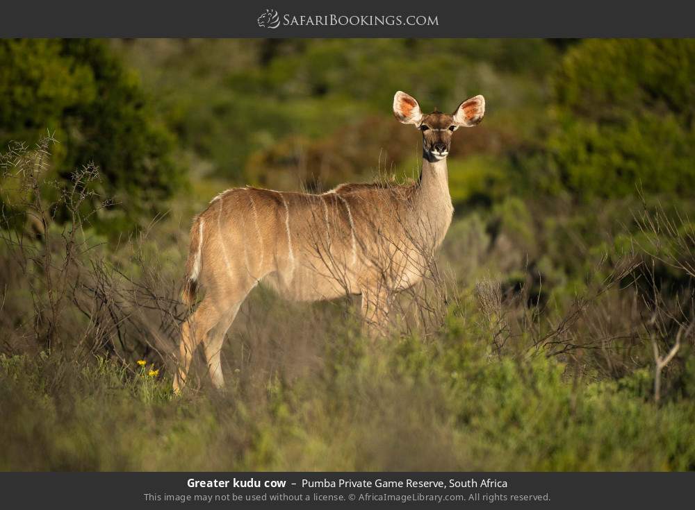 Greater kudu cow in Pumba Private Game Reserve, South Africa