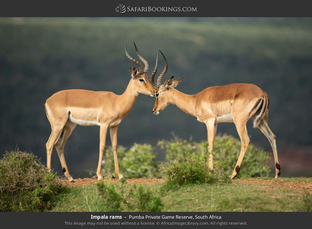 Impala rams in Pumba Private Game Reserve, South Africa