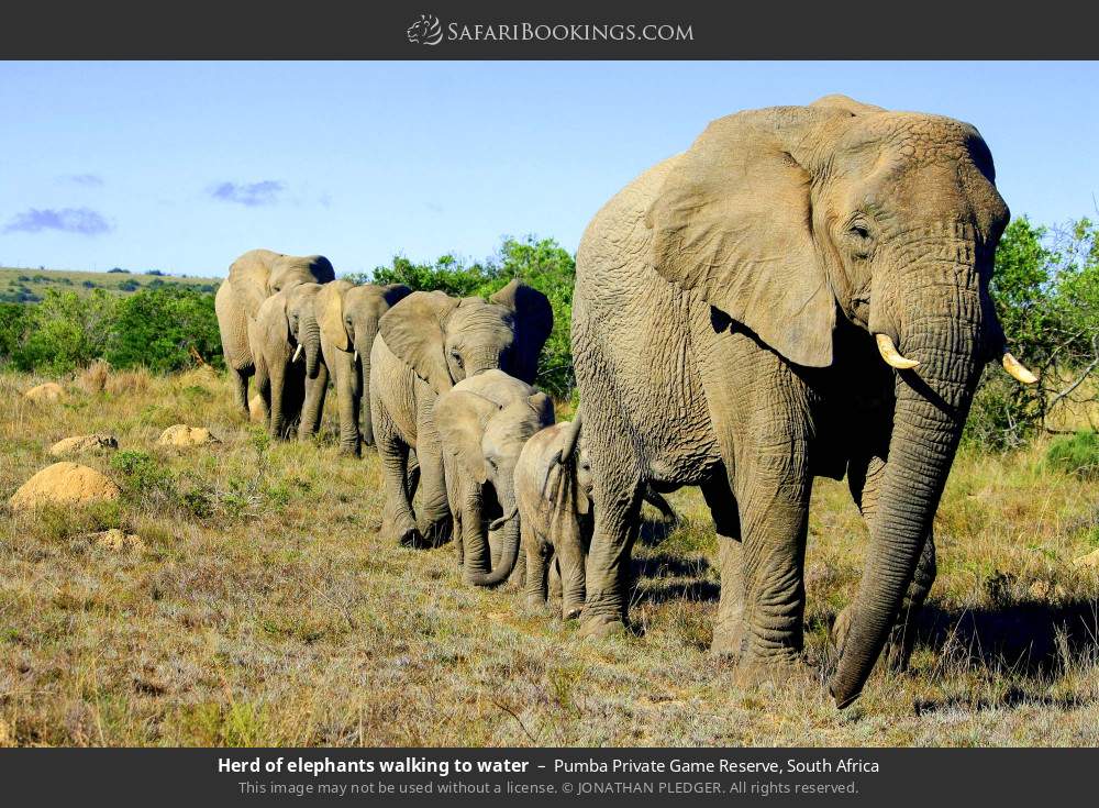 Herd of elephants walking to water in Pumba Private Game Reserve, South Africa