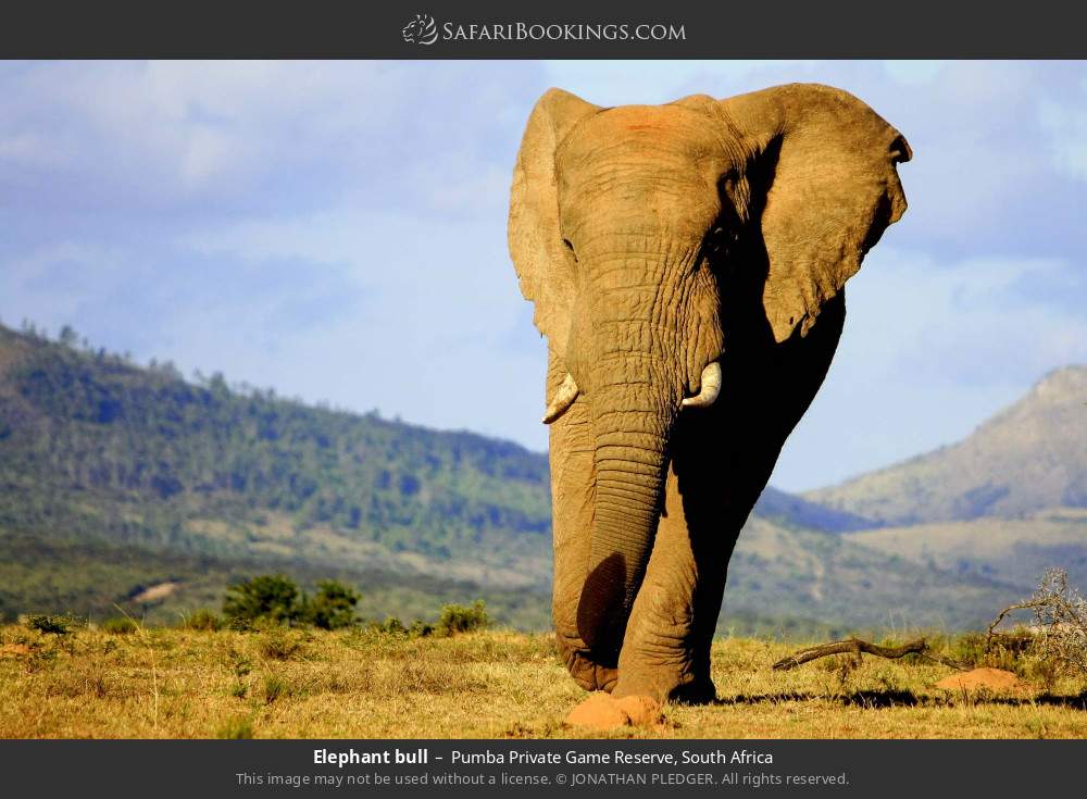 Elephant bull in Pumba Private Game Reserve, South Africa