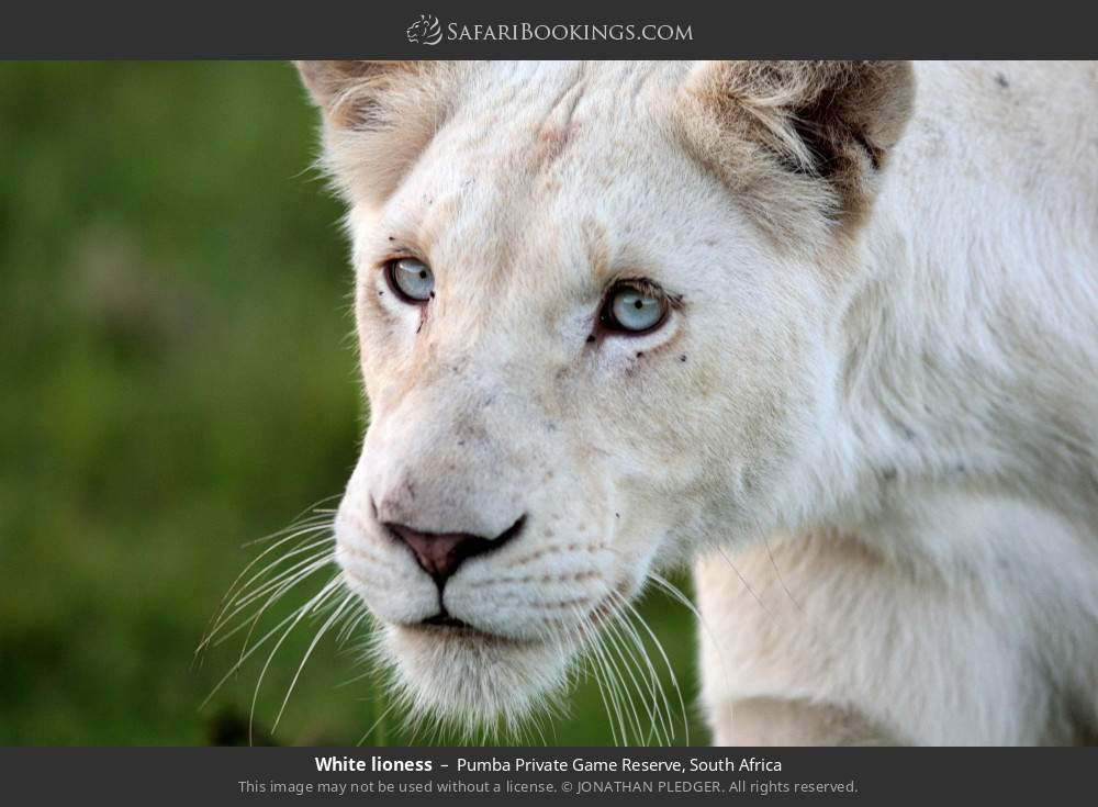 White lioness in Pumba Private Game Reserve, South Africa