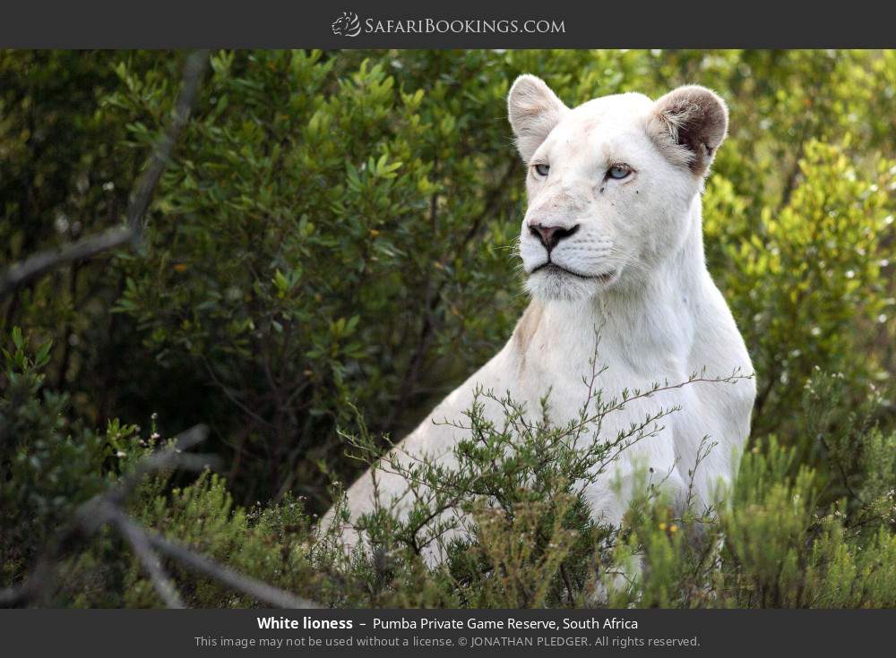 White lioness in Pumba Private Game Reserve, South Africa