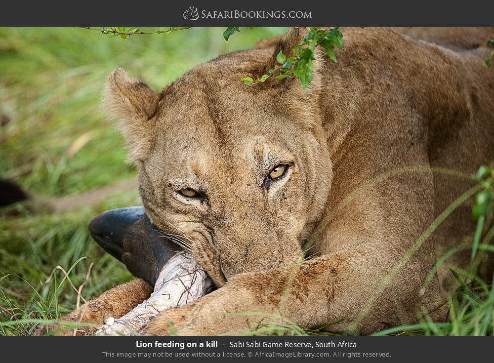 Lion feeding on a kill in Sabi Sabi Game Reserve, South Africa