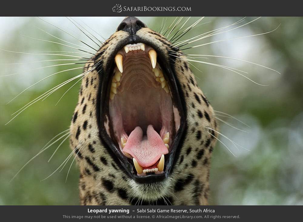 Leopard yawning in Sabi Sabi Game Reserve, South Africa