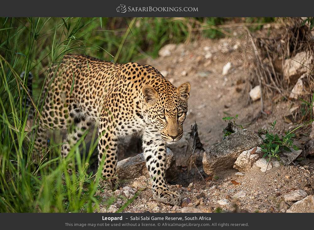 Leopard in Sabi Sabi Game Reserve, South Africa