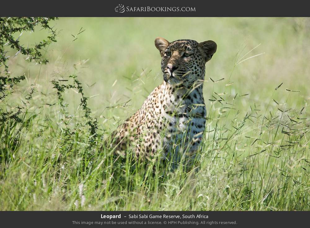 Leopard in Sabi Sabi Game Reserve, South Africa