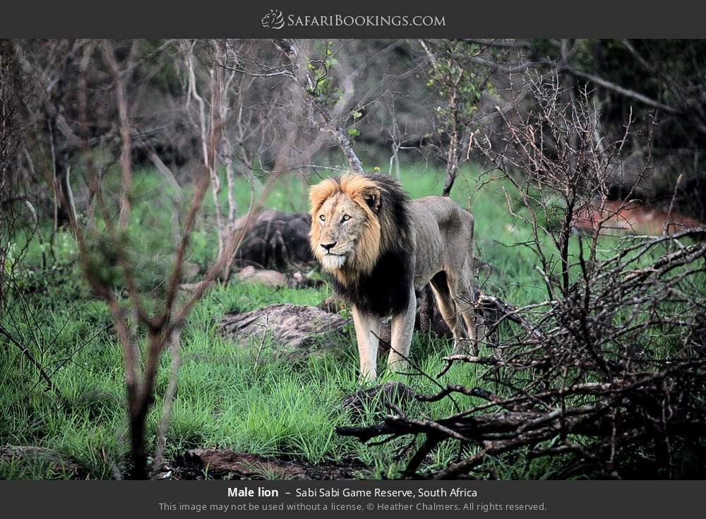 Male lion in Sabi Sabi Game Reserve, South Africa