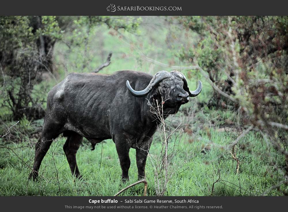 Cape buffalo in Sabi Sabi Game Reserve, South Africa