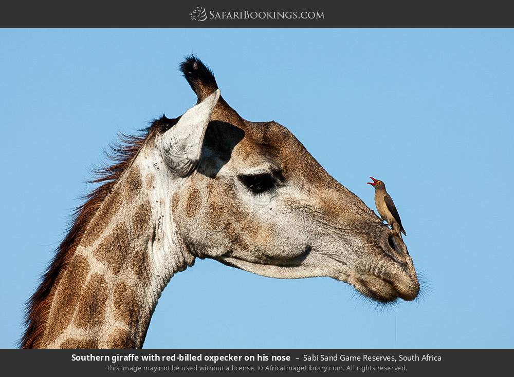 Southern giraffe with red-billed oxpecker on his nose in Sabi Sand Game Reserves, South Africa