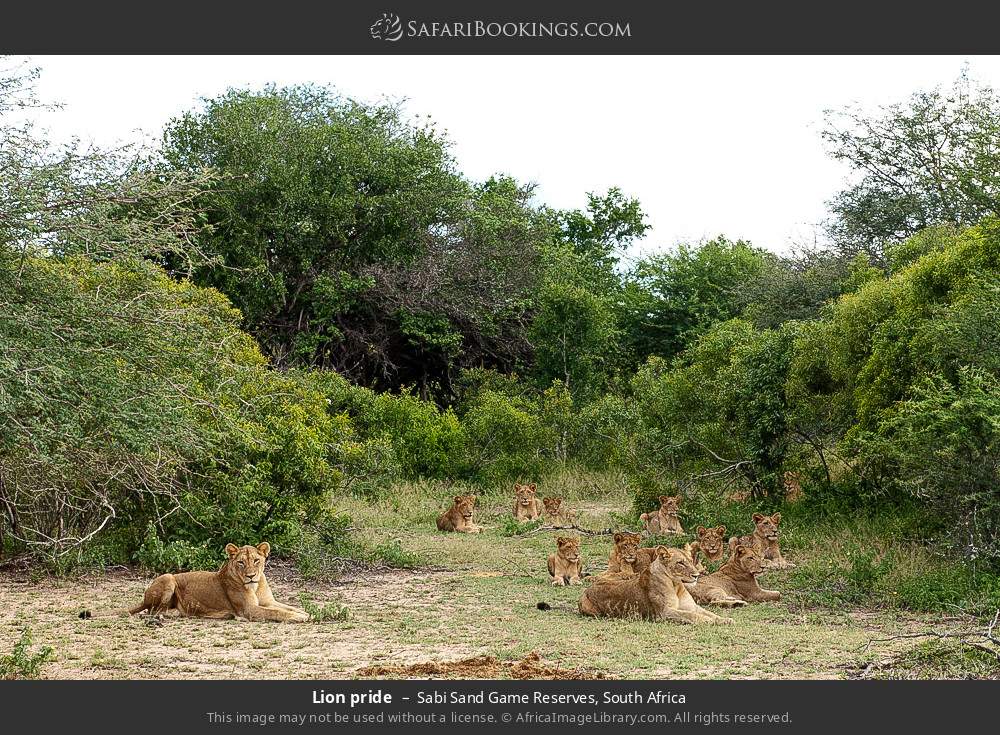 Lion pride in Sabi Sand Game Reserves, South Africa