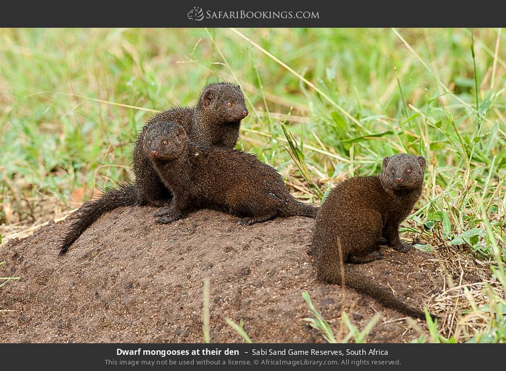 Dwarf mongooses at their den in Sabi Sand Game Reserves, South Africa