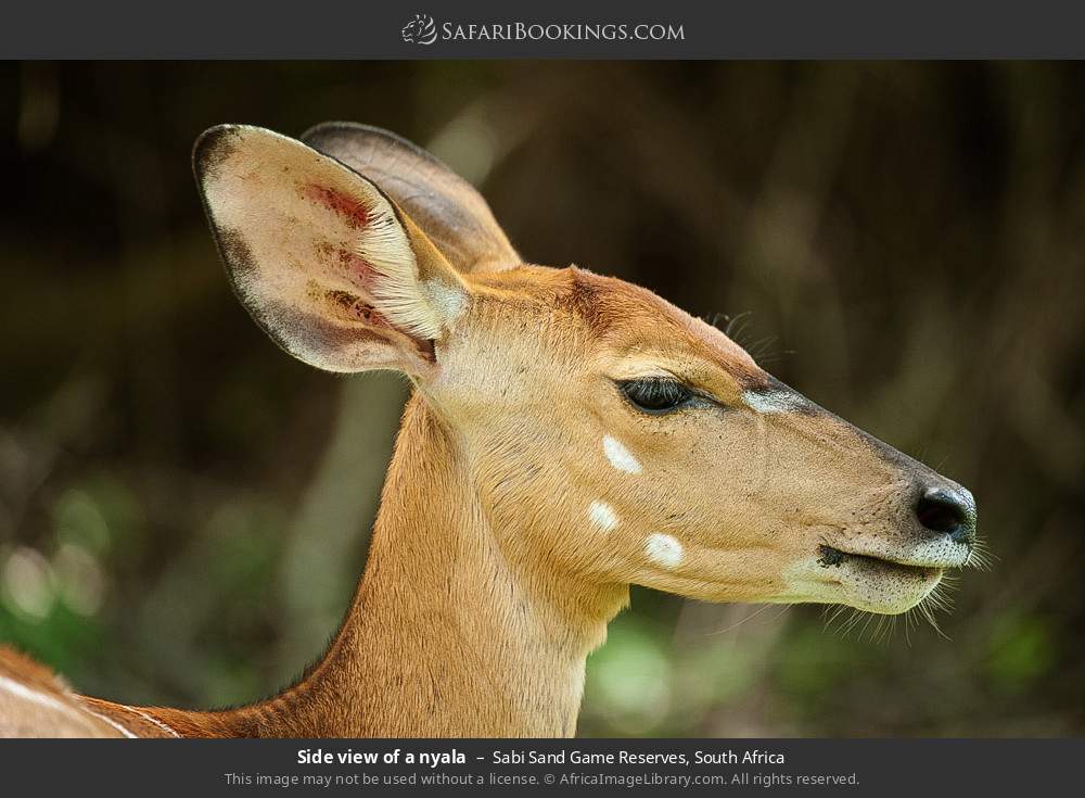 Side view of a nyala in Sabi Sand Game Reserves, South Africa