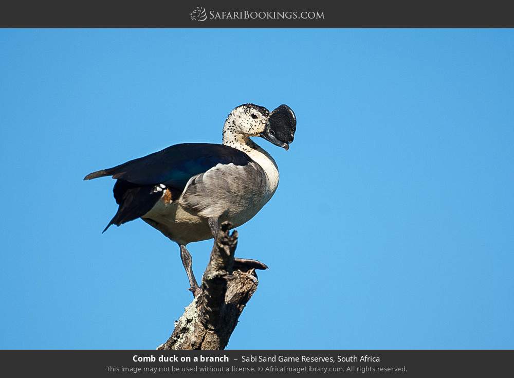 Comb duck on a branch in Sabi Sand Game Reserves, South Africa